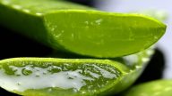 蘆薈全身都是寶 13種療效鮮為人知 卻家家用得到