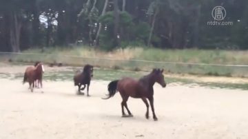 金門公園23馬玩失蹤 逍遙兩小時被帶回