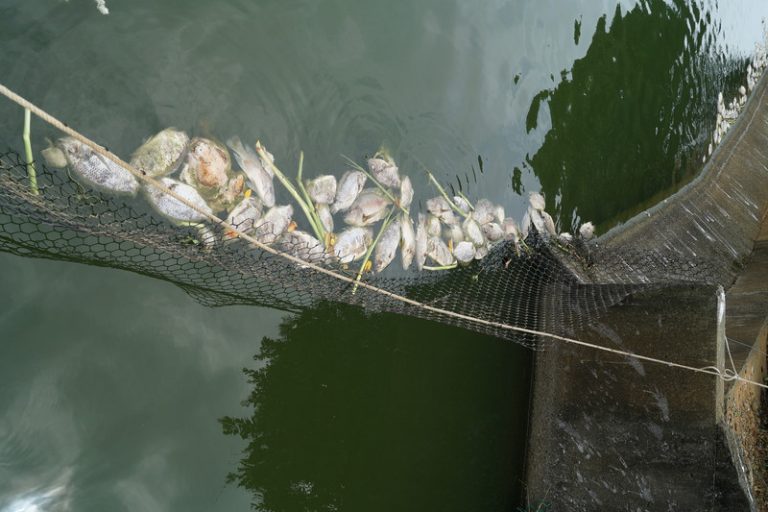 無藥可醫！吳郭魚染「湖泊病毒」 台灣成全球第6個國家