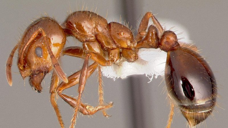 日本出现剧毒蚂蚁 来自广东 被咬可致命
