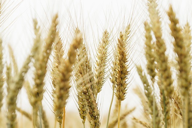 民間環保組織：河南新鄉12個小麥樣品全是「鎘麥」