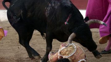 遭牛撞飛刺傷肺 西班牙鬥牛士不治身亡(慎入)