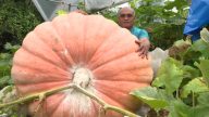 台500公斤超大南瓜 可望成為亞洲王