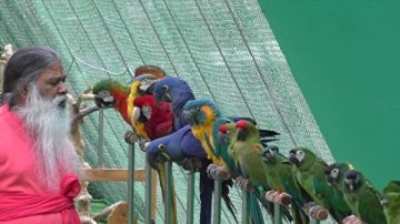 飼養468種鳥 印度男子致力拯救瀕危鳥類