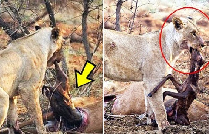 不可思議！母獅獵羚羊 一口咬下發現羚羊懷孕 下一刻牠的反應太詭異