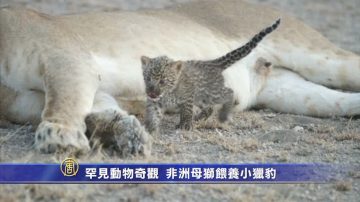 罕見動物奇觀  非洲母獅餵養小獵豹