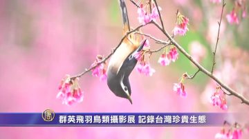 群英飛羽鳥類攝影展 記錄台灣珍貴生態