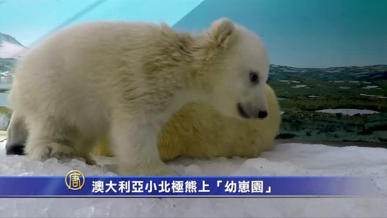 澳大利亞小北極熊上「幼崽園」