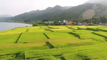 花莲美丽水梯田 阿美族人的海稻米