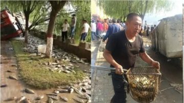 陝貨車側翻 魚散落一地遭哄搶　