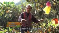 美麗心台灣：比亞外部落有機枇杷遵循老祖宗的耕作方式