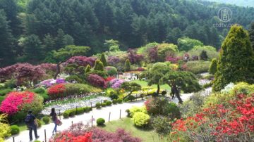 游韩国京畿道加平 体验夏季浪漫风情