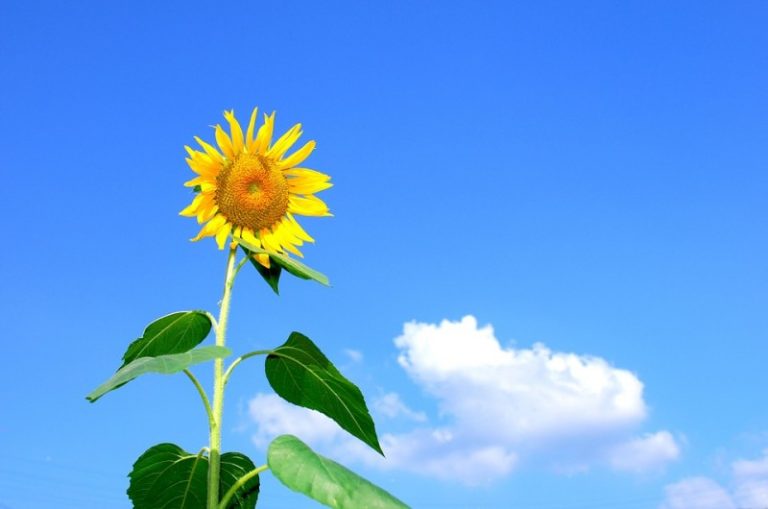 夏天防曬黑，請遵守五吃六不吃原則