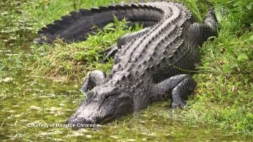 遭遇鳄鱼勿慌张 专家教您逃生窍门