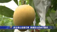 彰化埔心金蜜芒果 要价百元仍供不应求