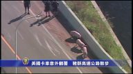 美国卡车意外翻覆 猪群高速公路散步