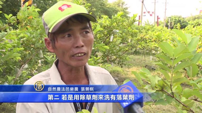 社頭芭樂農護大地 收成少仍堅持自然農法