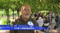 灣區葡萄採摘季開始 酒農祈禱豐收