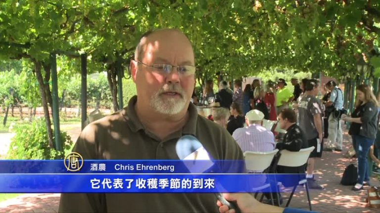灣區葡萄採摘季開始 酒農祈禱豐收