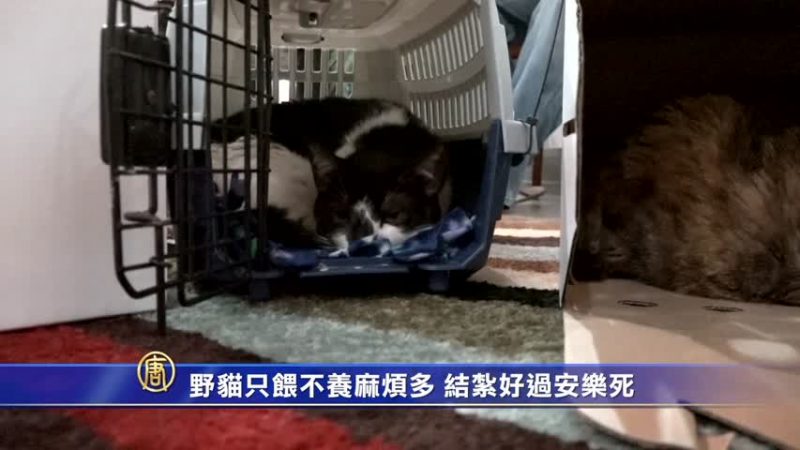 野猫只喂不养麻烦多 结扎好过安乐死