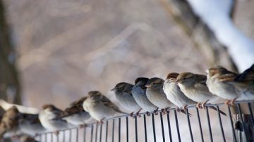 生物專家替麻雀「求情」 遭毛澤東殘酷迫害