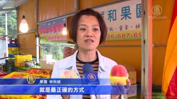 台灣水蜜桃正香甜 採摘品嚐樂無窮