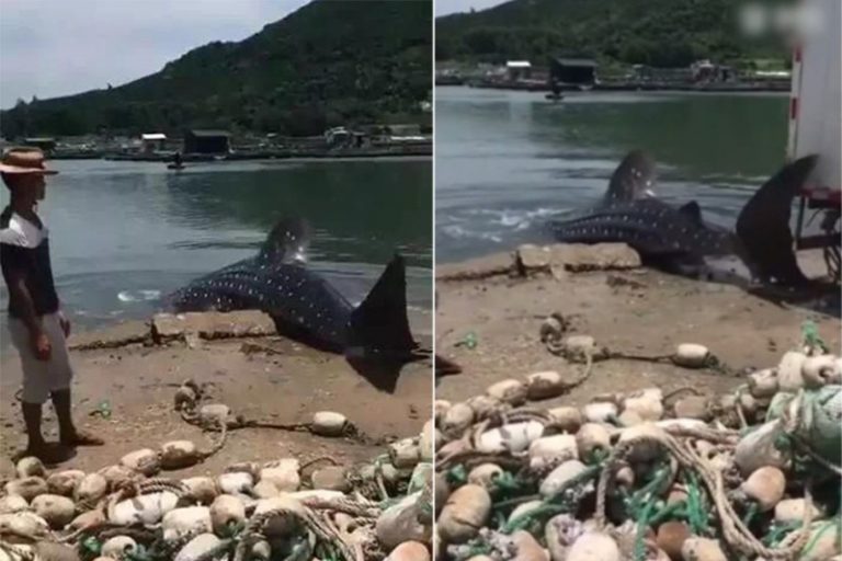 「世上最大魚」擱淺 海南漁民貨車拖上岸賤賣宰殺