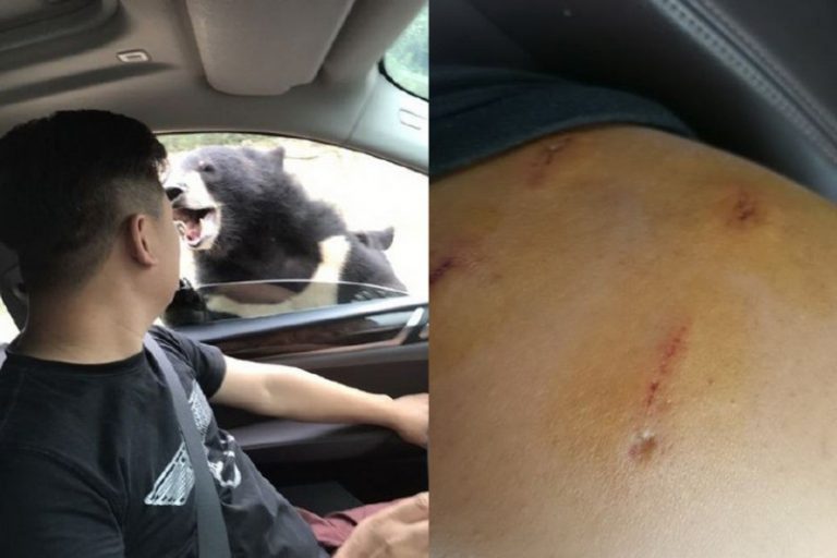 真咬了！北京男自駕遊動物園  擅自開窗遭熊襲
