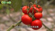 美丽心台湾：牛番茄红了&师法自然 天然谷物饮