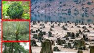 大陸40種植物滅絕 生態環境被人為毀掉