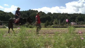 韩国平昌文化节 赏荞麦花香