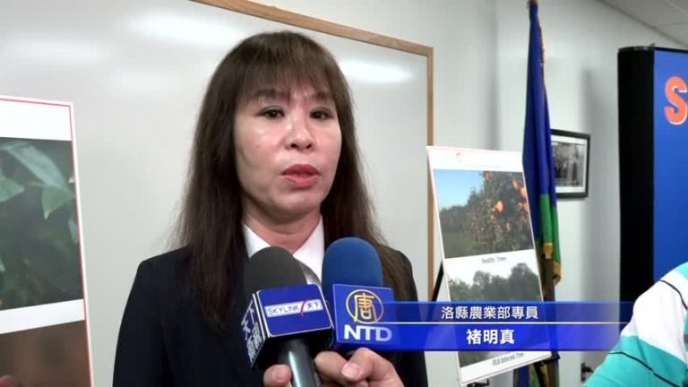防止黃龍病蔓延 洛農業局協助免費移除
