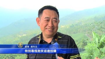 梅山迎秋季娇客 黄头鹭迁徙秀太兴登场