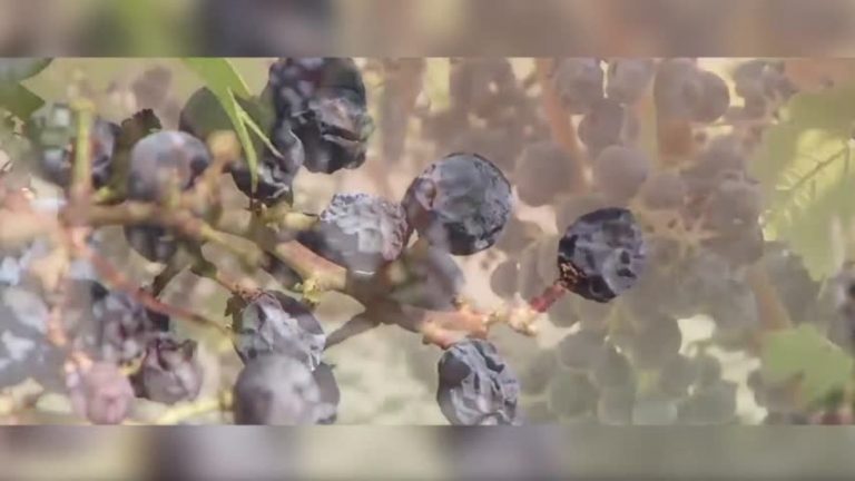 高溫致加州葡萄脫水 損失或過半