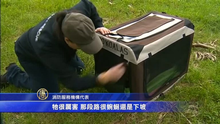 車下驚魂 考拉潛入汽車前輪「歷險」