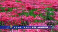 日本崎玉「彼岸花」開 賞入秋首場美景
