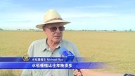 北加州水稻收割季 金秋萬里飄稻香