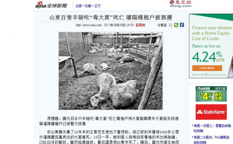 山東逾百羊中毒亡  50萬公斤毒大蔥待追查