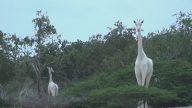 非洲拍到罕見白色長頸鹿 像沒穿衣服（視頻）