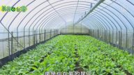 美丽心台湾：温网室里的绿色产业（上）