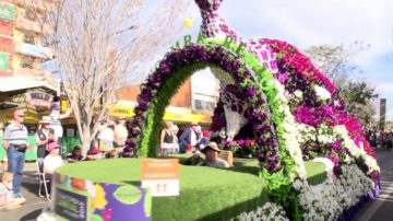 澳洲最大內陸花卉慶典見法船