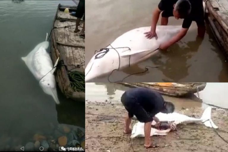 「美人魚」被閩漁民宰殺  網民怒斥殘忍