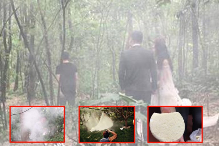 拍婚照燃放煙霧屢禁不止  川植物園小鳥逃生