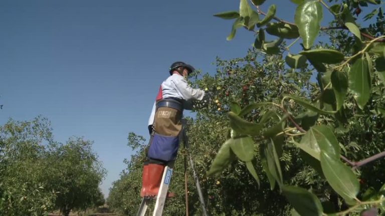 以棗傳情 加州華裔棄商務農 樂在其中