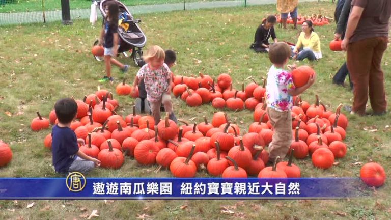 遨遊南瓜樂園  紐約寶寶親近大自然