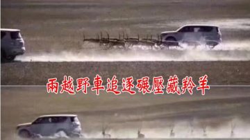 兩越野車追碾藏羚羊惹眾怒 司機：出於好奇