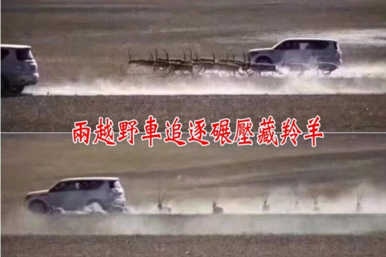 兩越野車追碾藏羚羊惹眾怒 司機：出於好奇