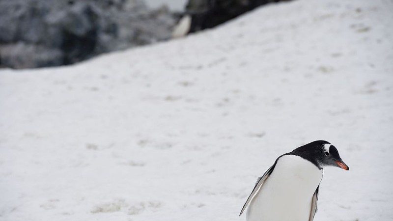 梅尔茨冰川崩裂影响 企鹅宝宝等不到食物活活饿死