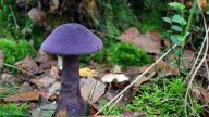 云南发现“蓝瘦香菇”新品种  网友：能吃吗？