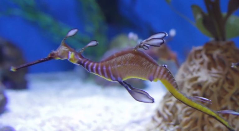 【廣告】長灘太平洋水族館 等你來探險